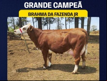 Brahma da Faz. JR - Grande Campeã Simental Leite