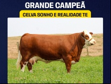 Celva Sonho e Realidade - Grande Campeã Simental  