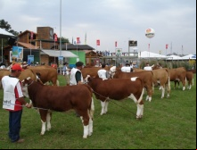 Expointer 2009