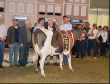 Agroleite 2013 - Simlandês